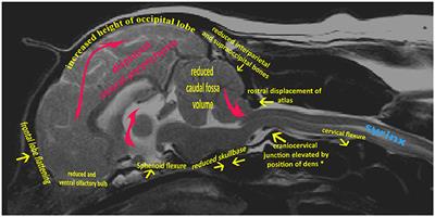 Morphogenesis of Canine Chiari Malformation and Secondary Syringomyelia: Disorders of Cerebrospinal Fluid Circulation